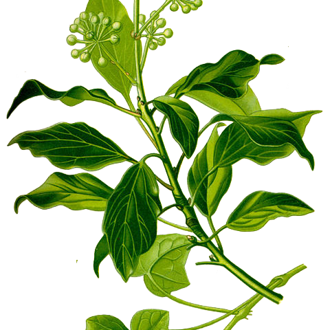 Edera — Hedera helix L.