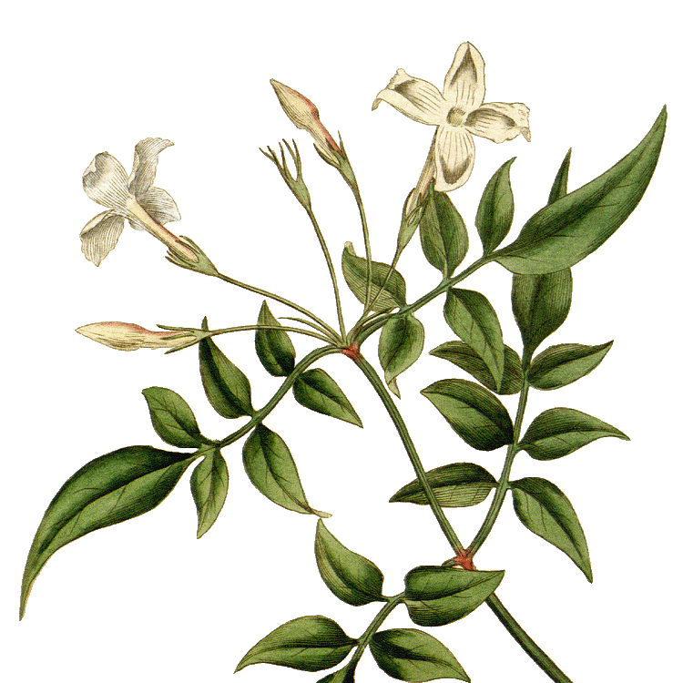 Gelsomino — Jasminum officinale L.