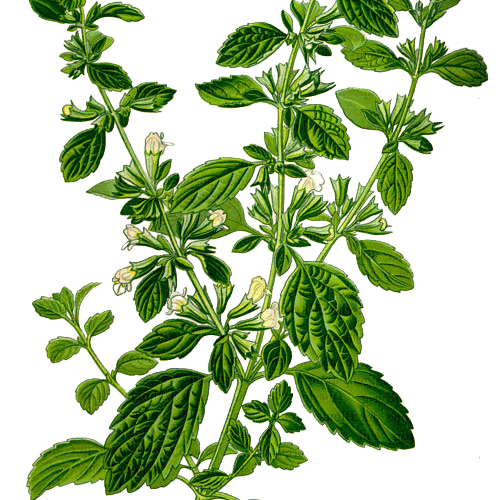 Melissa — Melissa officinalis L.